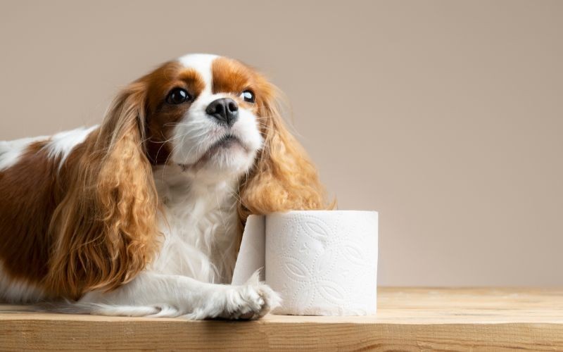 Understanding your dog’s poop color